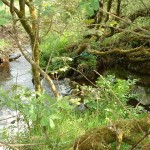 HELSTON KENNEL LEAT