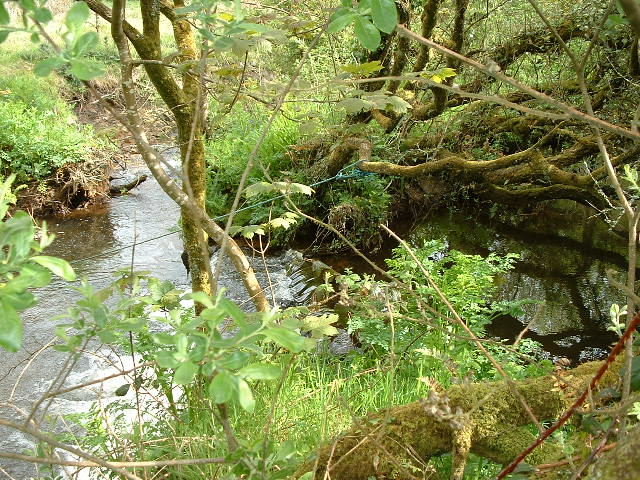 HELSTON KENNEL LEAT